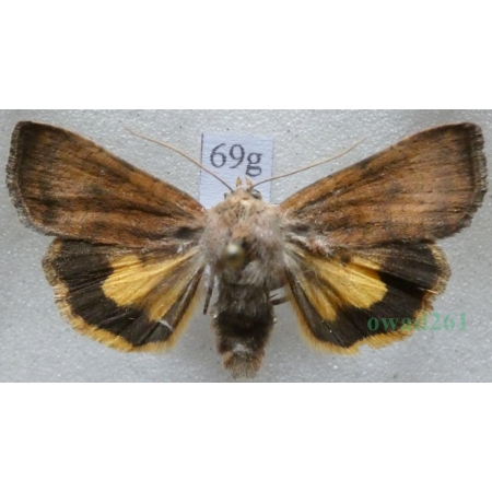 Noctua interjecta Hübner, 1803 Rolnica Czech69g